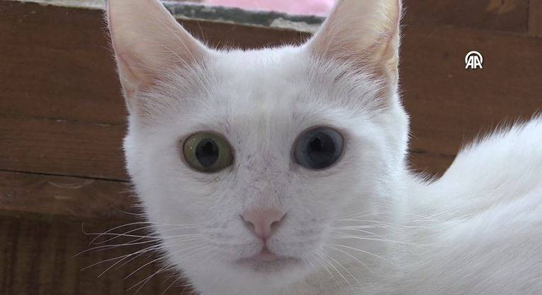 Koruma altındaki Van kedilerinden 70 yavru - Resim: 13